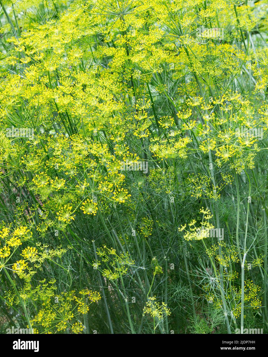 Dill plant in the garden. Dill flowering, bloomsl. Fennel leaves. Green leaf background Stock