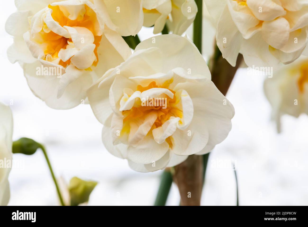 Delightfully fragrant white narcissus Erlicheer double variety with