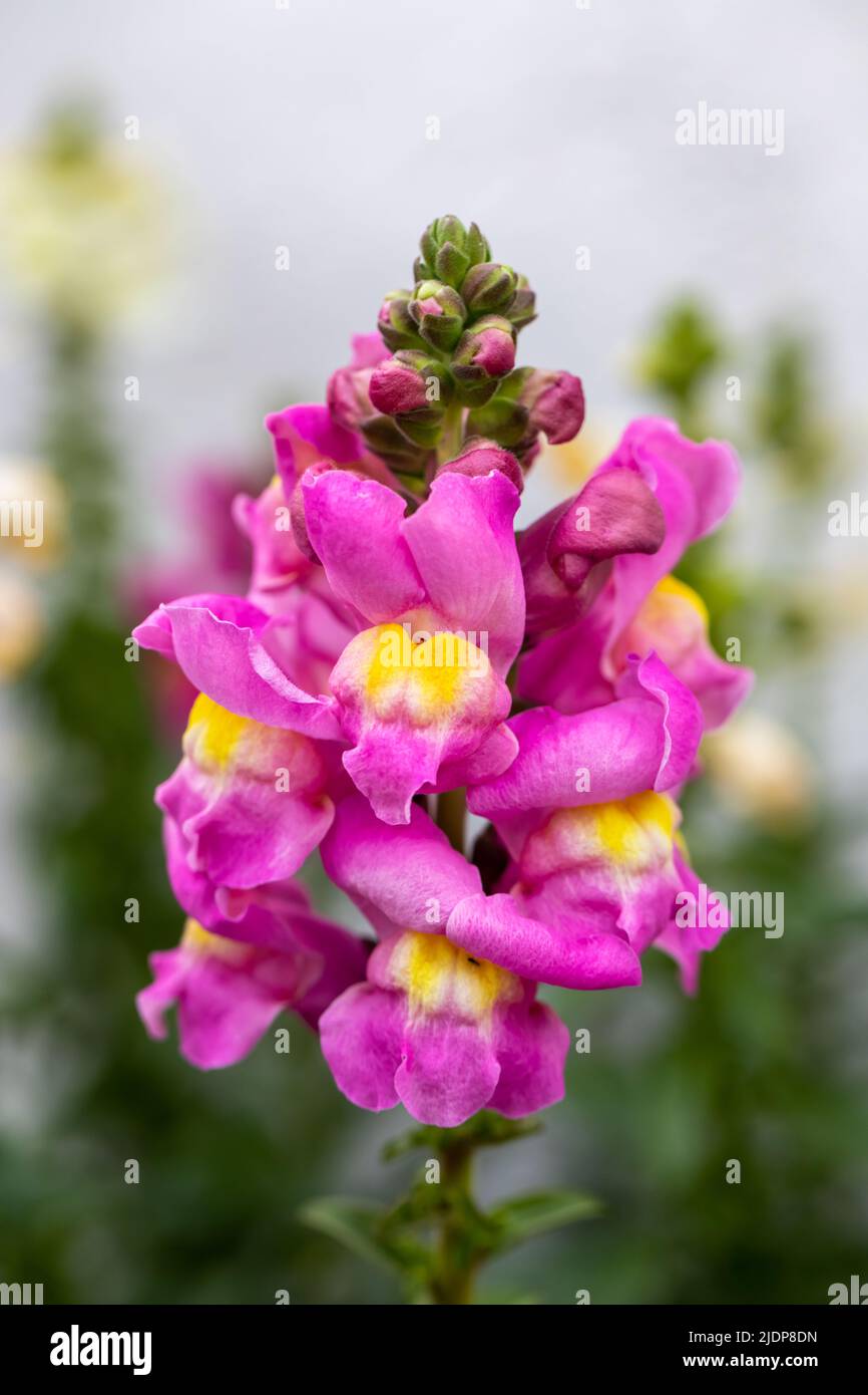 Closeup of colourful Antirrhinum, commonly known as dragon flowers