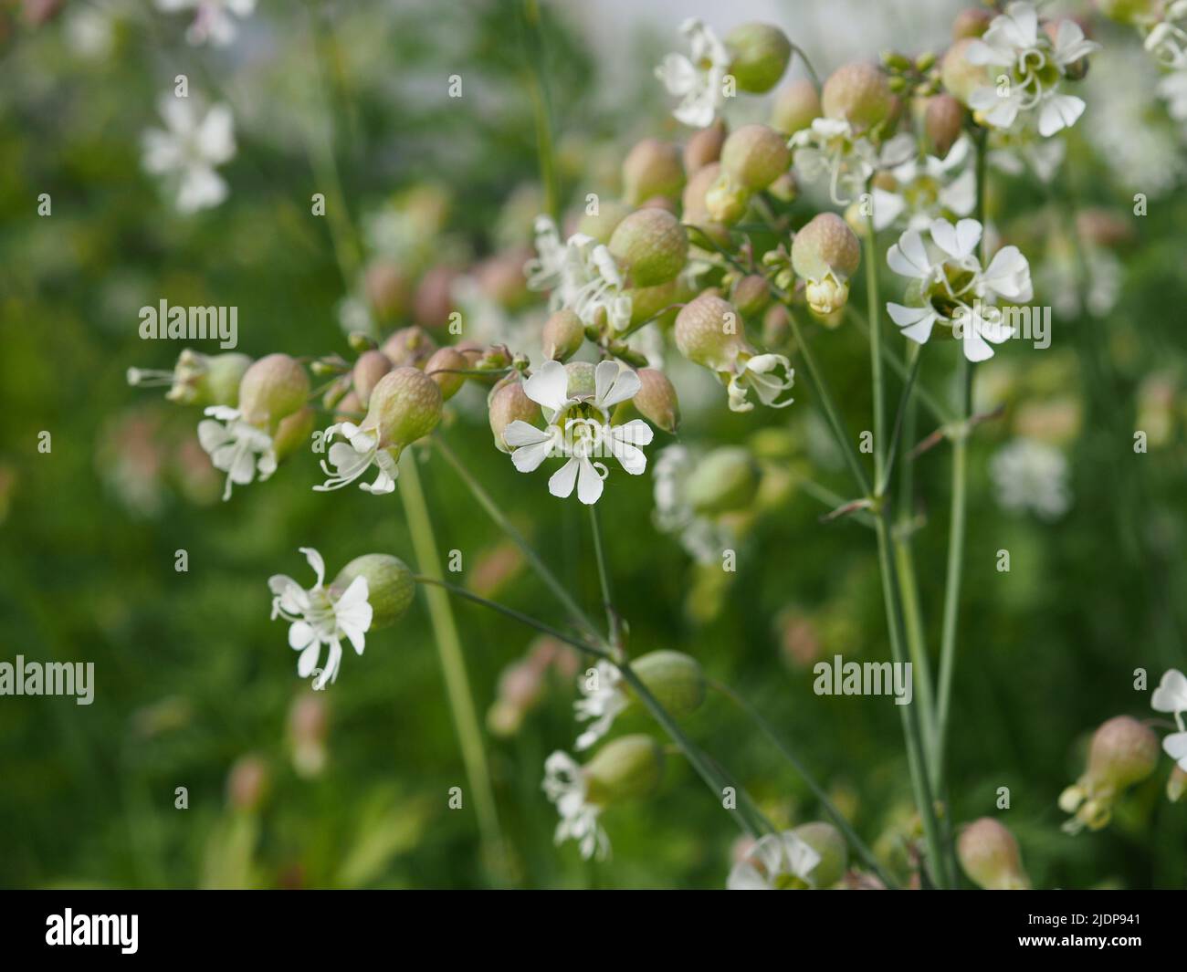Dainty white flowers of a Cowbell (Silene vulgaris) in a garden in Ottawa, Ontario, Canada. Stock Photo