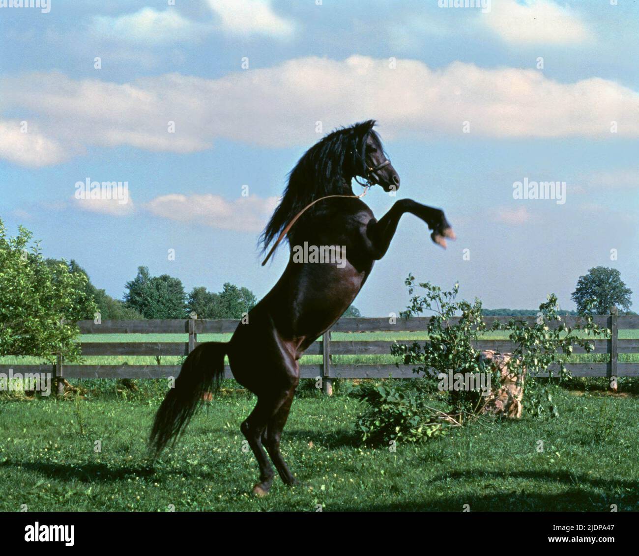 BLACK HORSE , THE BLACK STALLION, 1979 Stock Photo