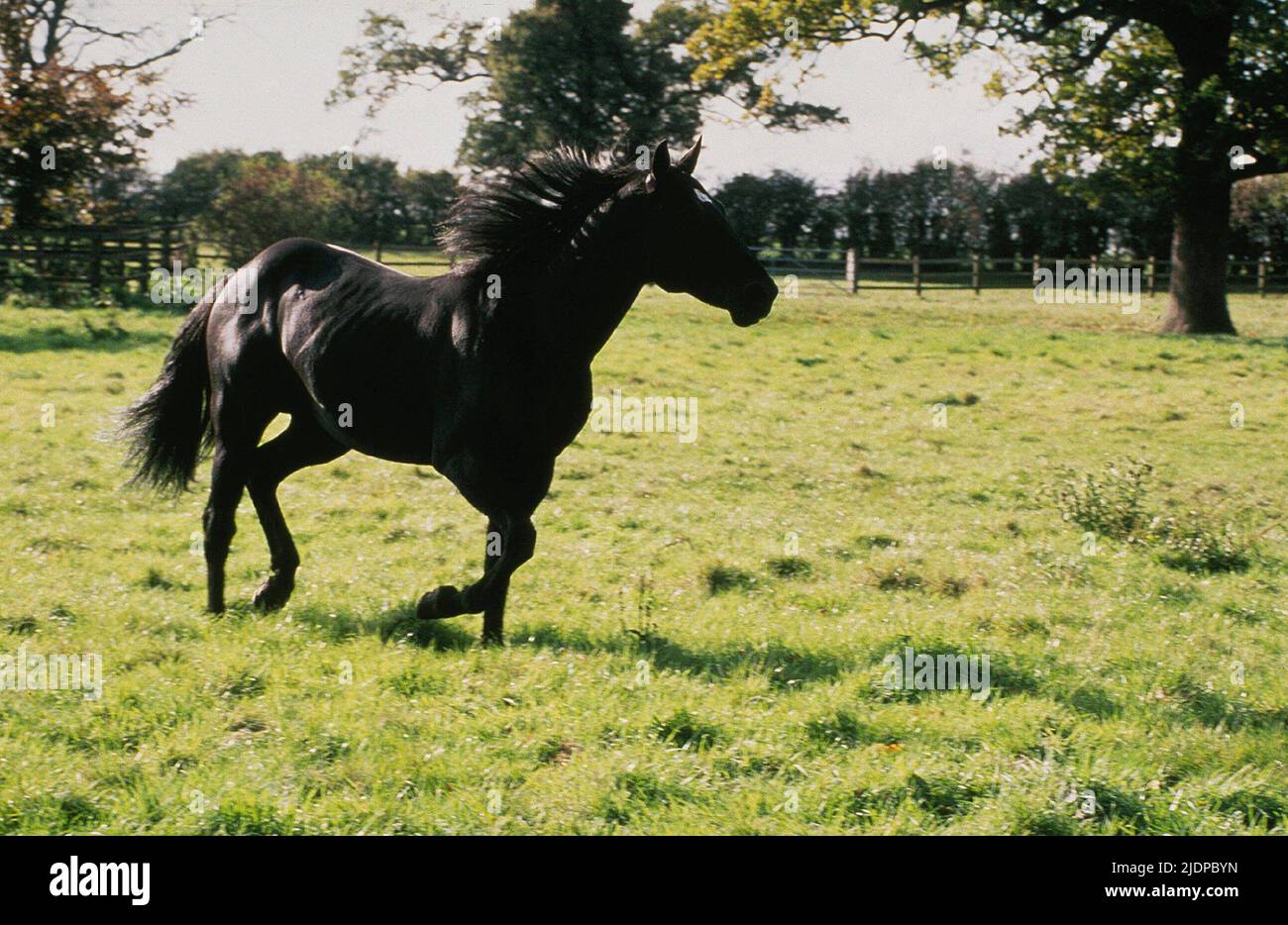 Black beauty horse film hi-res stock photography and images - Alamy