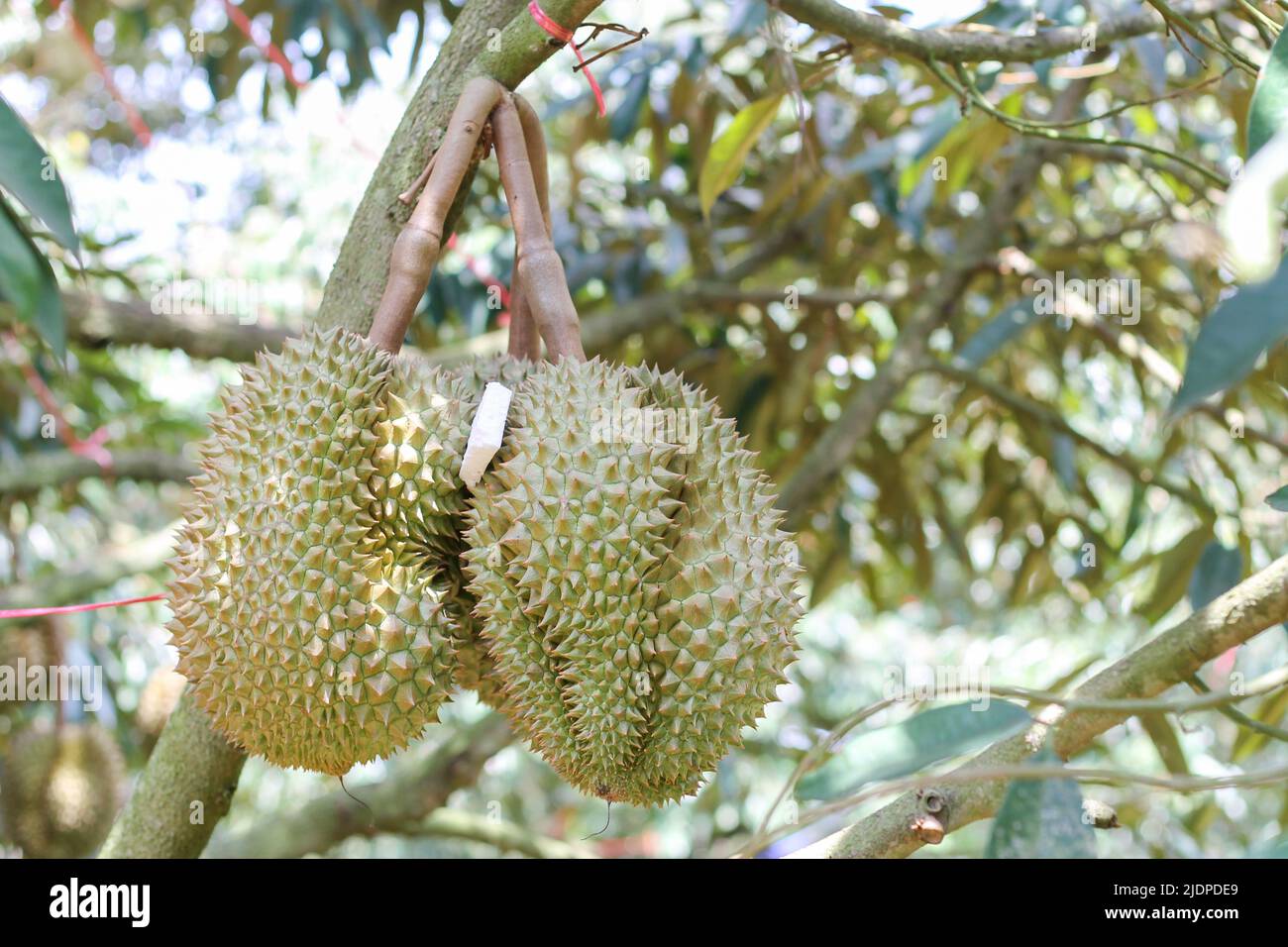 Durian from Sisaket,Thailand has a unique flavor because it is grown on soil rich in potassium from a volcanic eruption. "Volcano Durian" Stock Photo