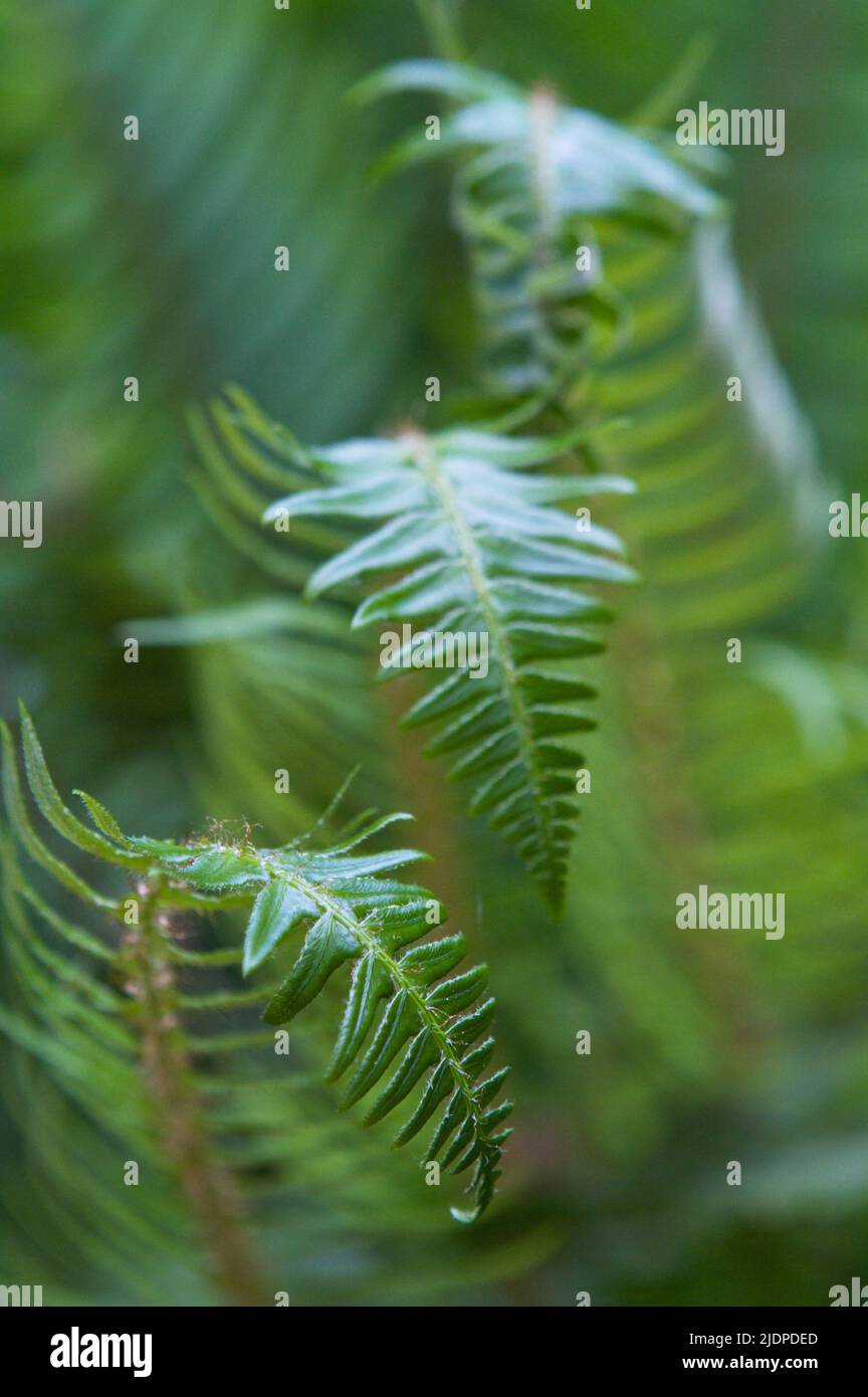 Trio of bright green ferns in spring forest. Stock Photo