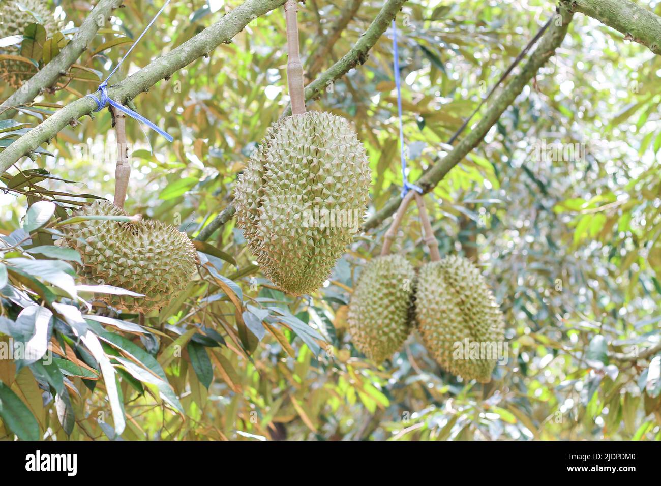 Durian from Sisaket,Thailand has a unique flavor because it is grown on soil rich in potassium from a volcanic eruption. "Volcano Durian" Stock Photo