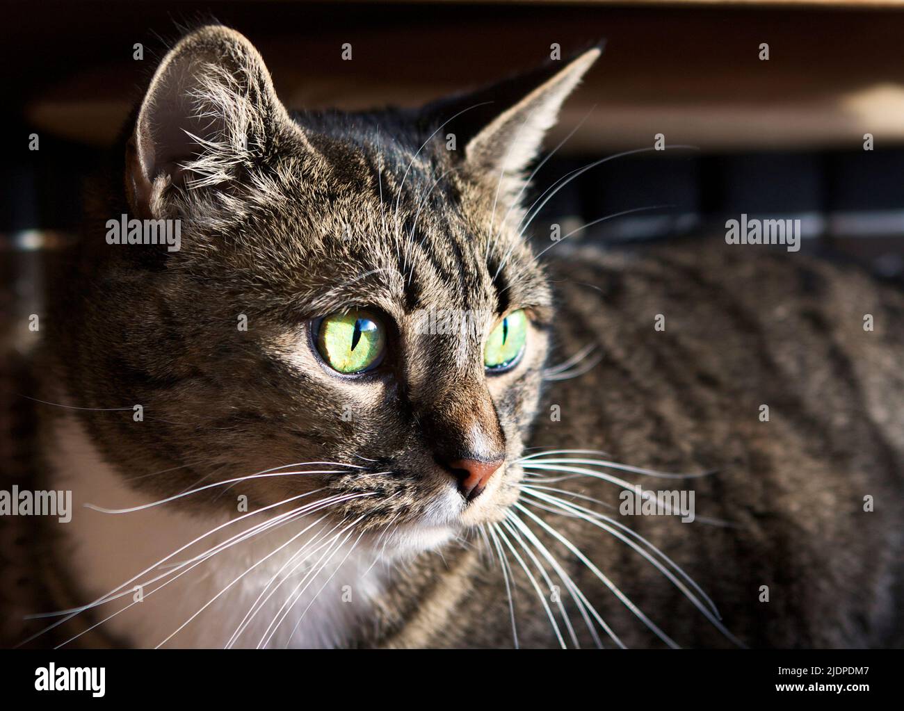 Closeup image of a male brown tabby cat with bright green eyes and white whiskers. Stock Photo