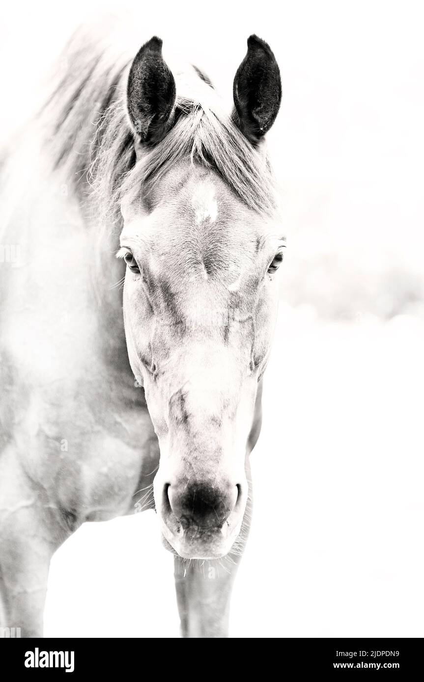 High key monotone image of thoroughbred horse with white star looking at camera. Stock Photo