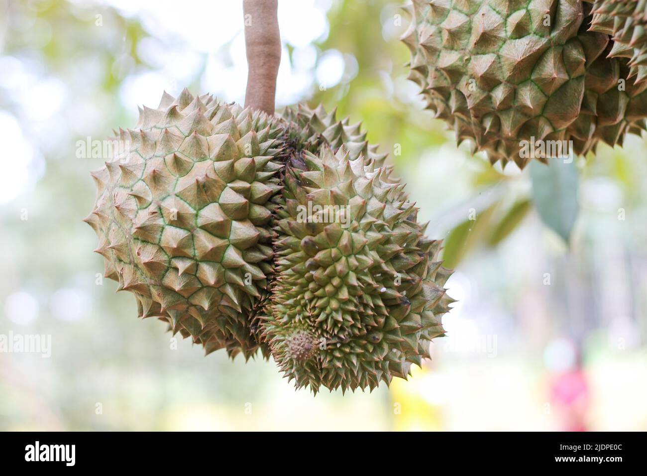 Durian from Sisaket,Thailand has a unique flavor because it is grown on soil rich in potassium from a volcanic eruption. 'Volcano Durian' Stock Photo
