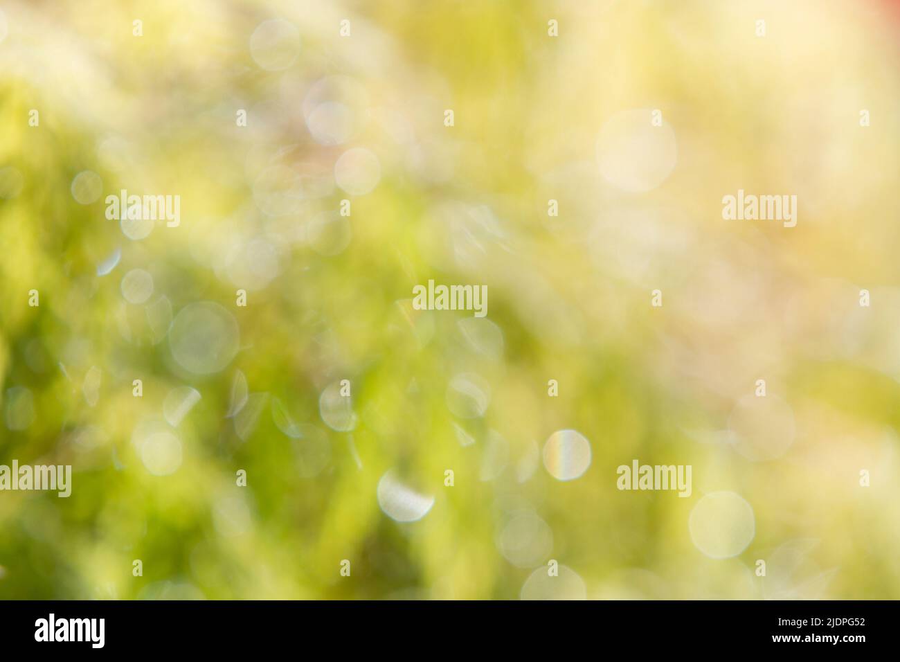 Colorful spring bokeh abstract in shades of green and yellow. Stock Photo