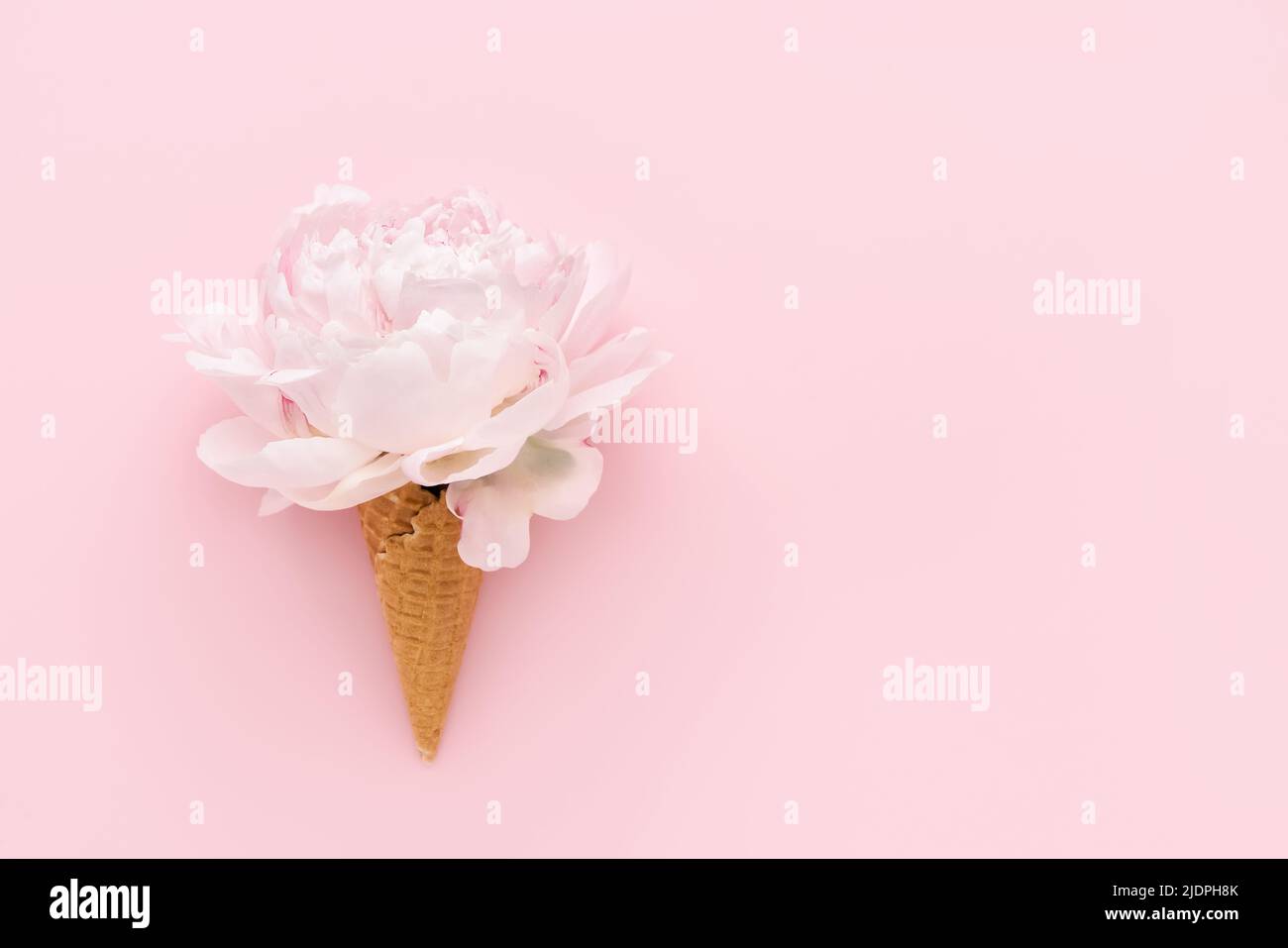 Pink peony in waffle ice cream cone on a pink background. Mothers Day, Valentines Day, bachelorette, summer concept. Top view, copy space Stock Photo