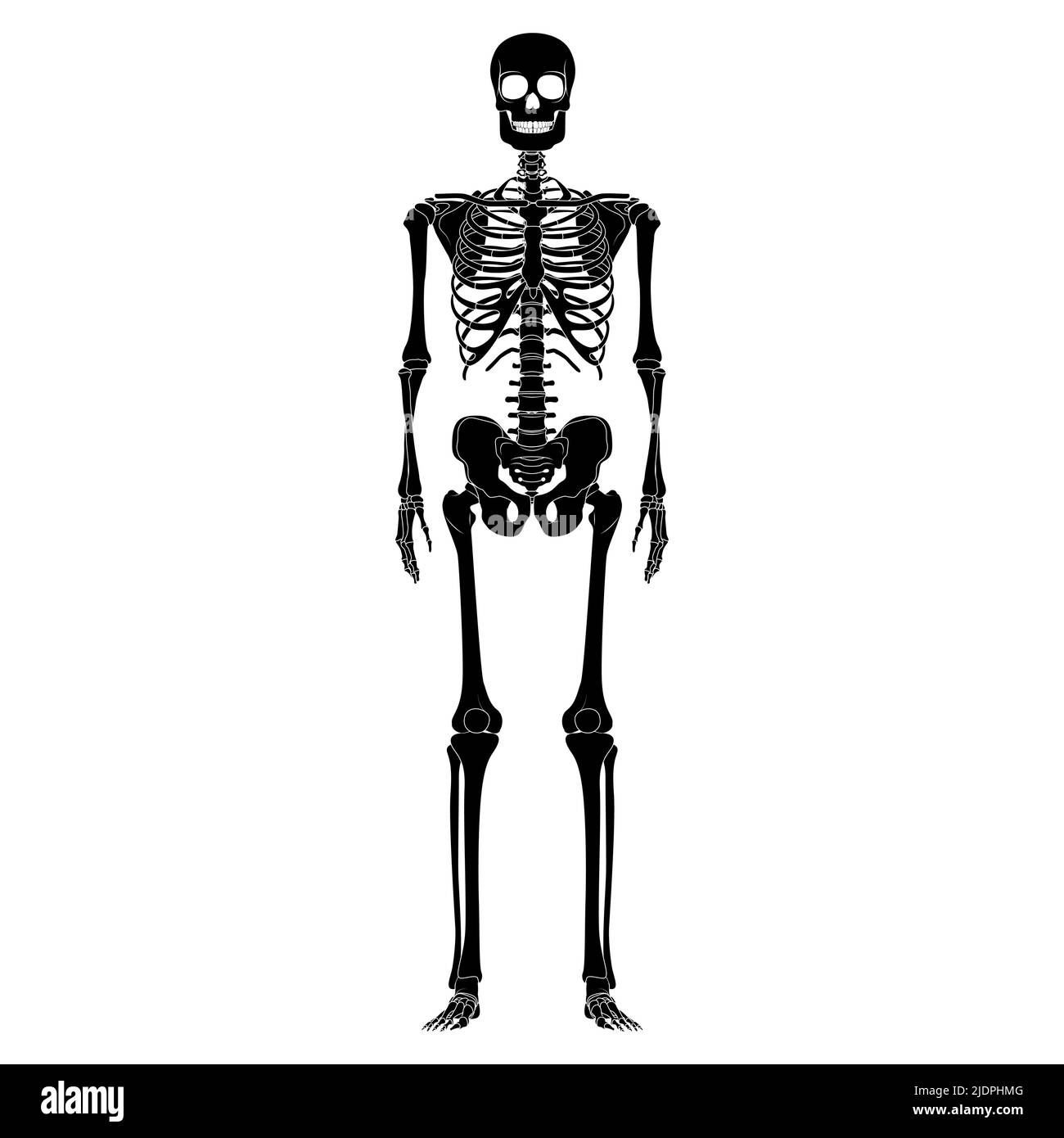 Skeleton Human silhouette body bones - hands, chests, heads, vertebra, pelvis, Thighs front Anterior ventral view flat black color concept Vector illustration of anatomy isolated on white background Stock Vector