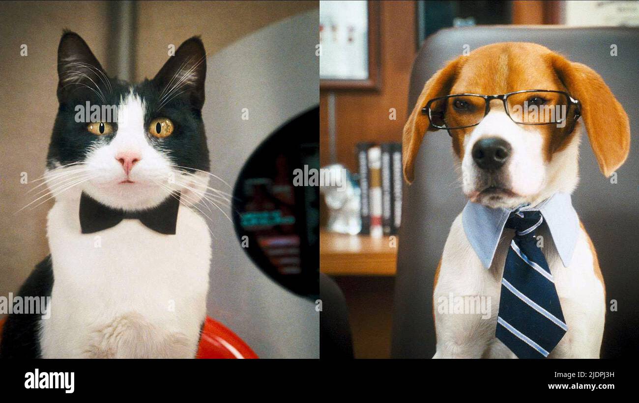 2010 kitty galore dogs hi-res stock photography and images - Alamy
