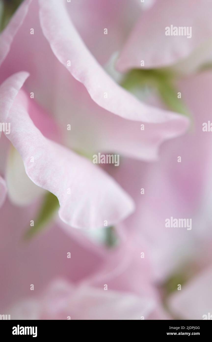 Closeup soft image of pale pink sweetpea flowers. Stock Photo