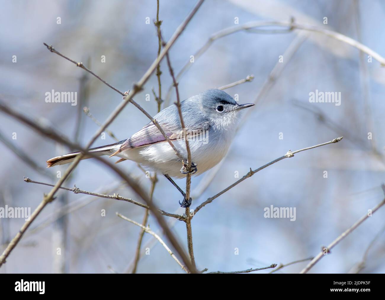 A blue-gray gnatcatcher perched on a leafless tree branch in spring on Tawas Point in Michigan. Stock Photo