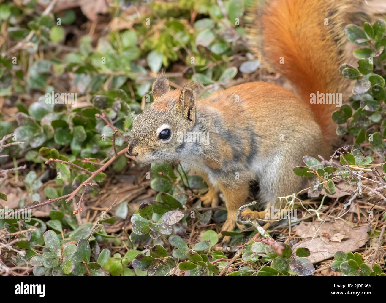 A red squirrel hunts for buried nuts on the ground during spring Stock