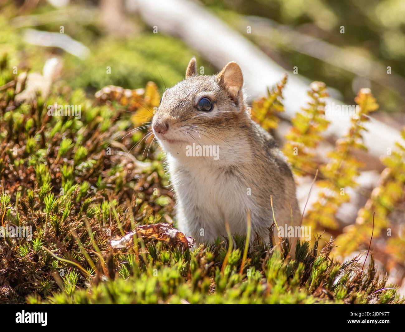 An Eastern Chipmunk watching from a moss-covered log in the forest Stock Photo