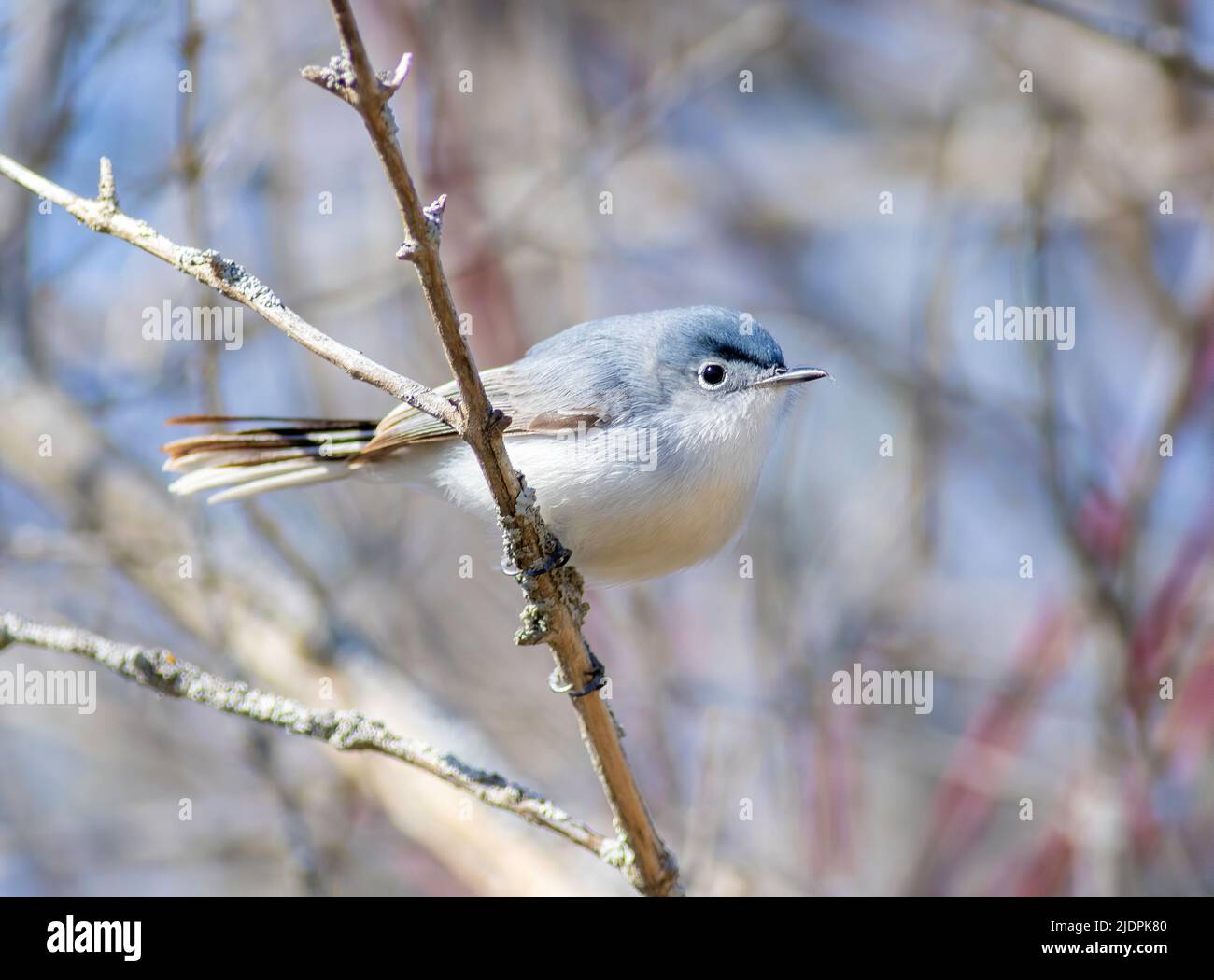 A blue-gray gnatcatcher perched on a leafless tree branch in spring on Tawas Point in Michigan. Stock Photo