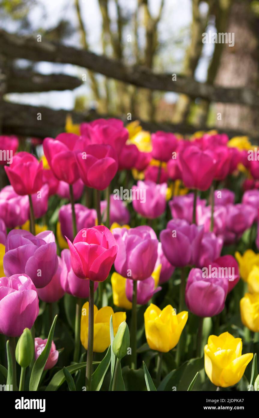 A colorful variety of brightly colored tulips in front of a low wood rail fence in the spring at the Skagit Valley Tulip Festival in Washington, USA. Stock Photo