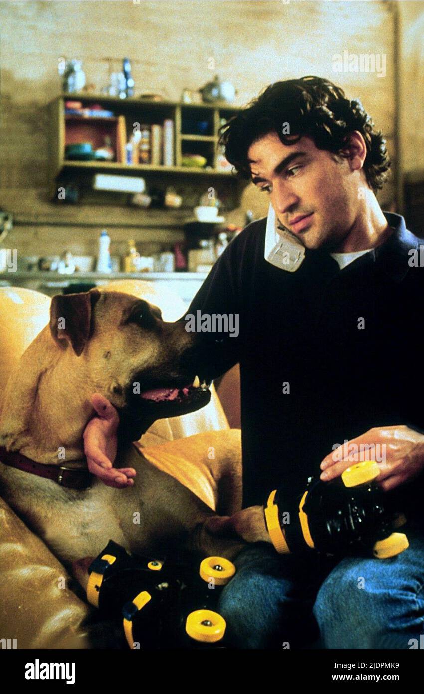 CHAPLIN,DOG, THE TRUTH ABOUT CATS AND DOGS, 1996 Stock Photo