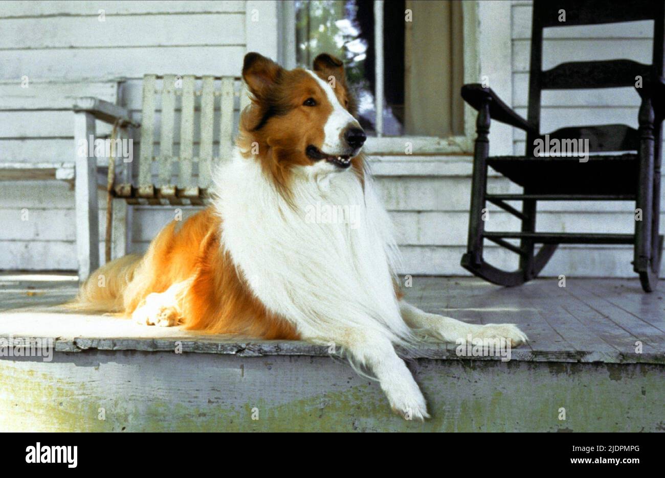 Lassie dog hi-res stock photography and images - Alamy