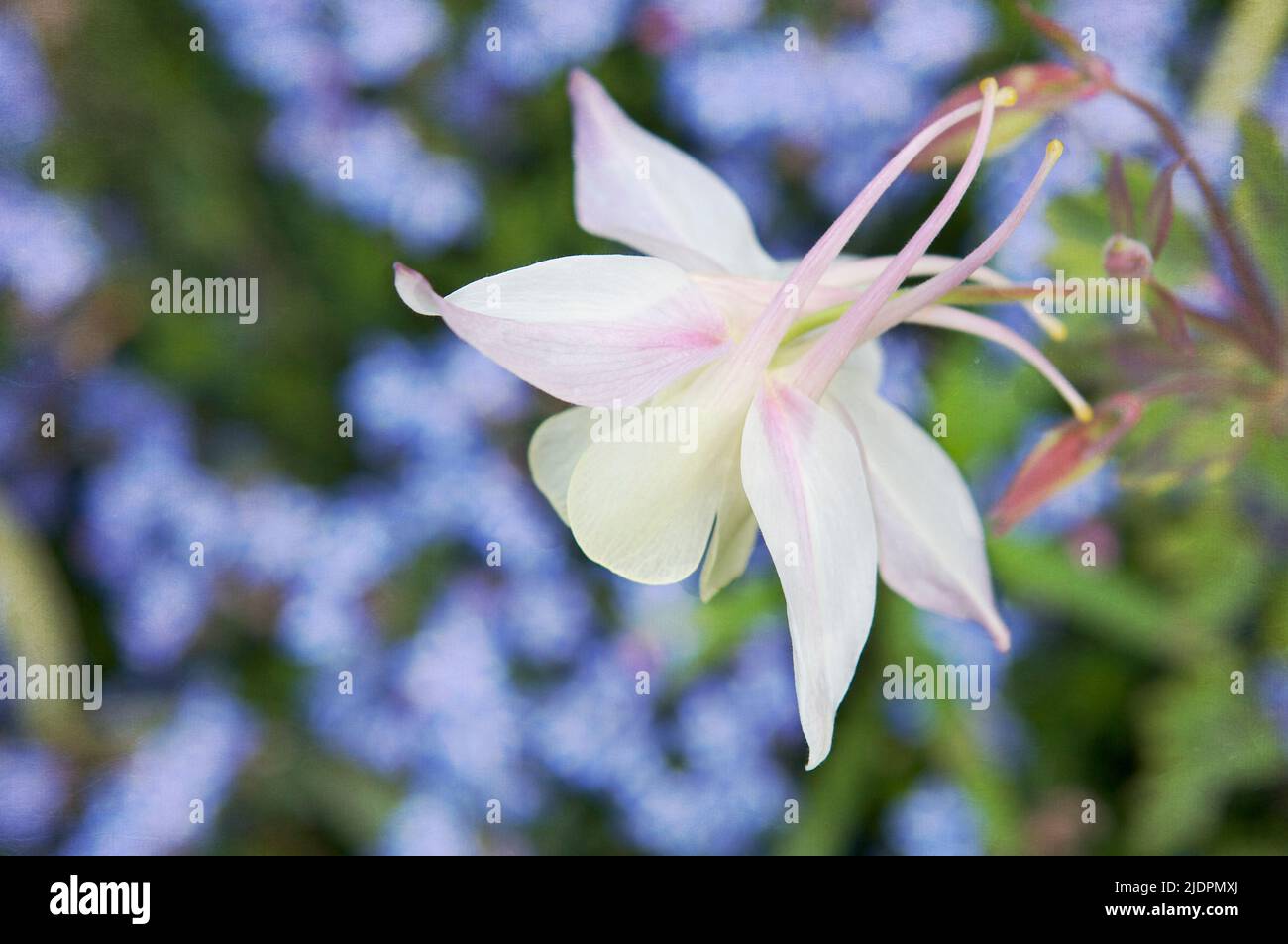 Delicate white and pink Columbine flower (Aquilegia) against a backdrop of blue forget-me-nots in a summer garden. Stock Photo