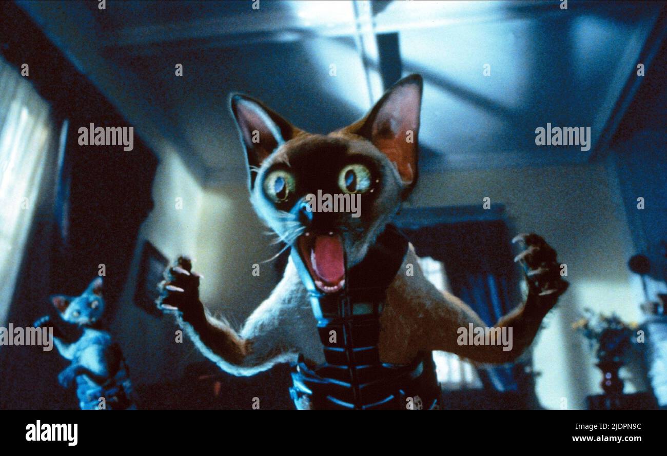 RUSSIAN, CATS and DOGS, 2001 Stock Photo Alamy