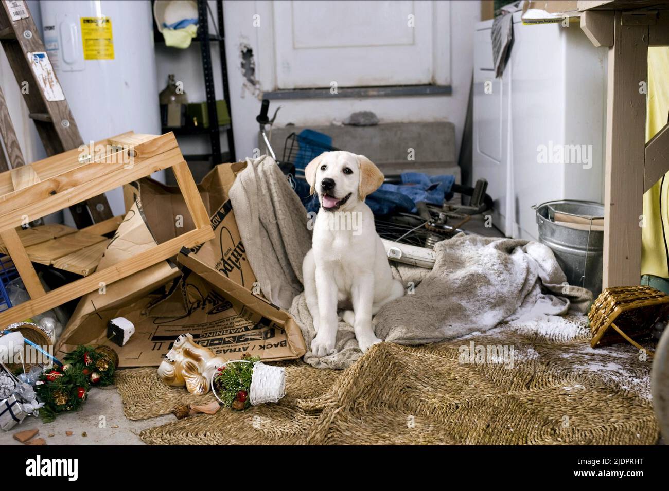 MARLEY, MARLEY and ME, 2008, Stock Photo