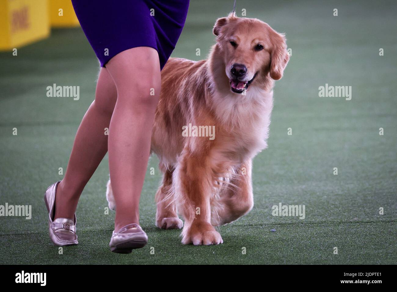A handler runs a Golden Retriever dog during a competition in the Sporting Group at the 146th Westminster Kennel Club Dog Show at the Lyndhurst Estate in Tarrytown, New York, U.S., June 22, 2022. REUTERS/Mike Segar Stock Photo