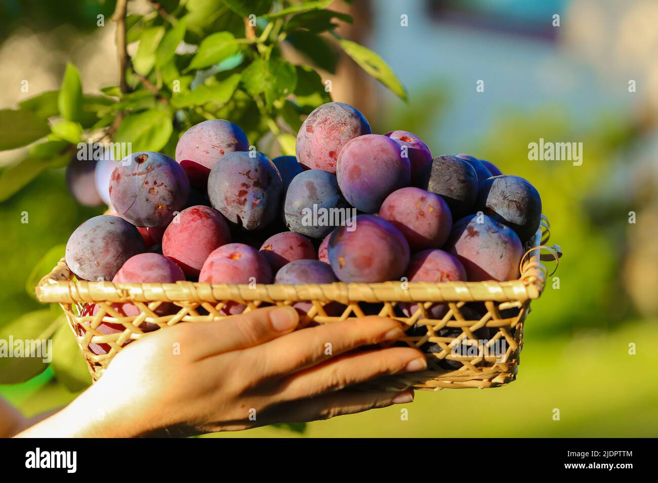 Plums harvest.Ripe Plums in a wicker basket in the sun in the summer garden.Fresh plums set in hands. organic fruits. plum abundance Stock Photo