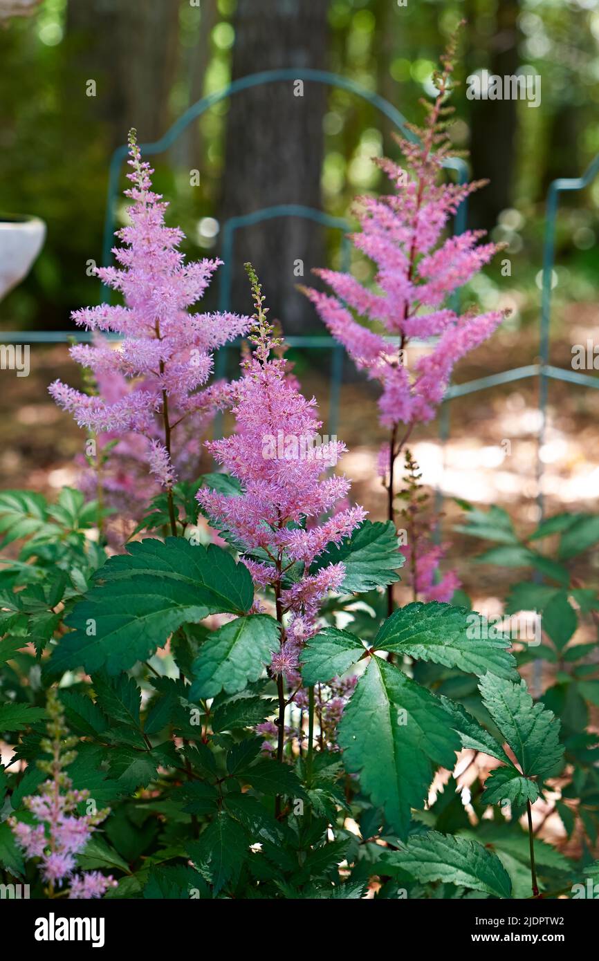 Pink astilbe chinensis plant also known as false goat beard growing in a home garden setting in Alabama, USA. Stock Photo