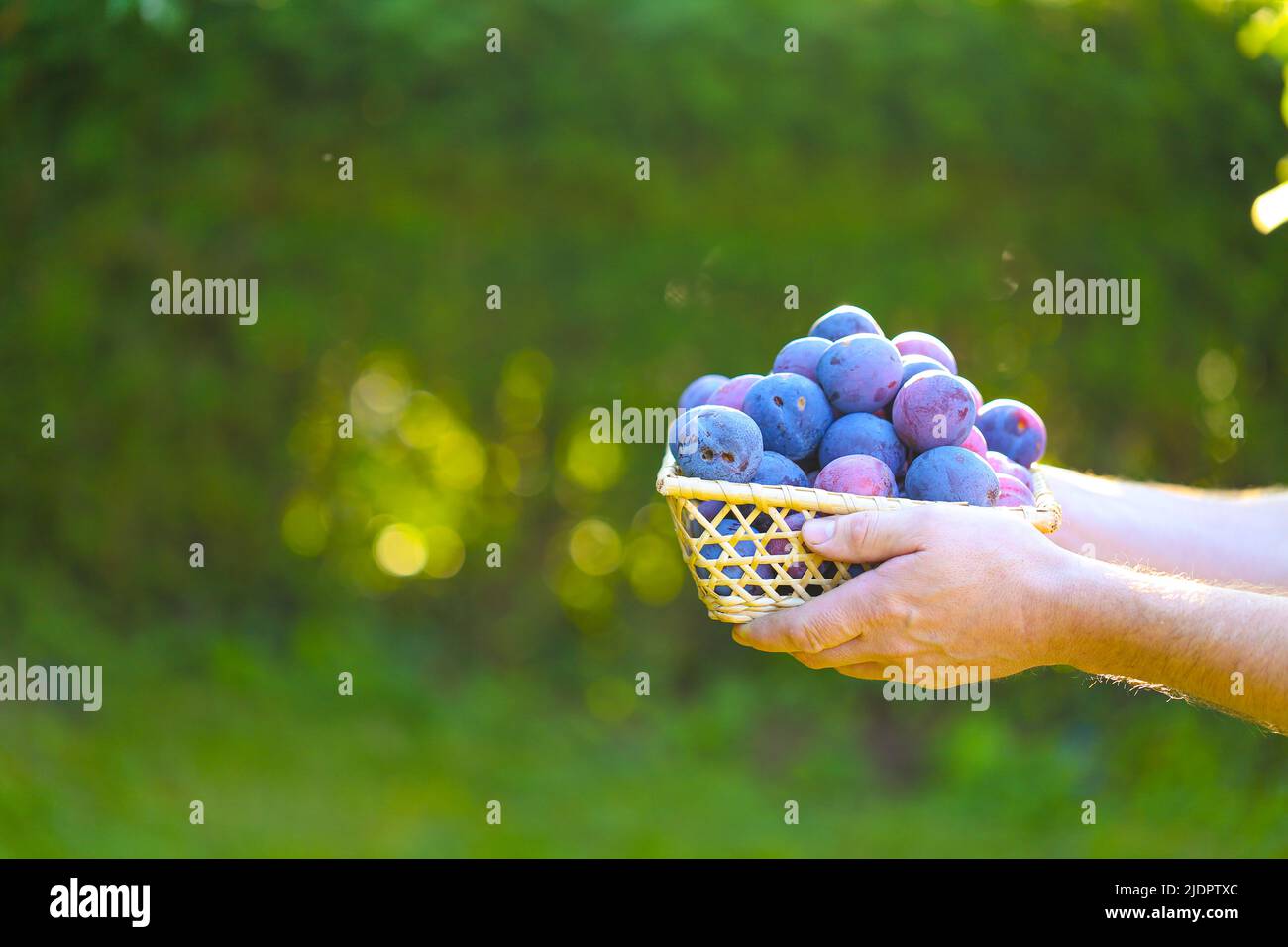 Plums harvest.Ripe Plums in a wicker basket in the sun in the garden.Fresh plums set in hands. Farm organic fruits. plum abundance Stock Photo