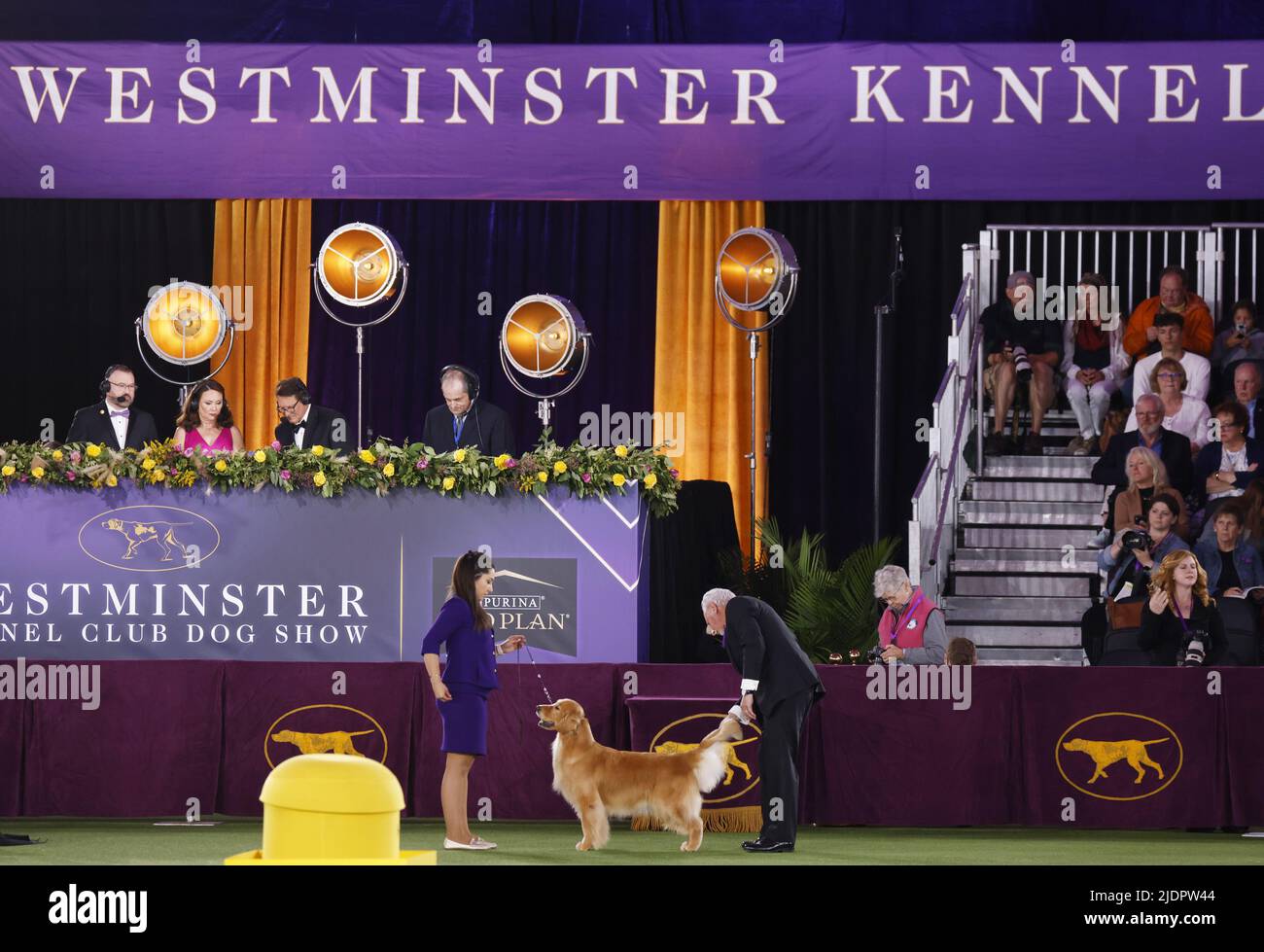 New York, United States. 22nd June, 2022. The Golden Retriever competes in the Sporting Group at the 146th Annual Westminster Kennel Club Dog Show at the Lyndhurst Estate in Tarrytown, New York on Wednesday, June 22, 2022. Photo by John Angelillo/UPI Credit: UPI/Alamy Live News Stock Photo