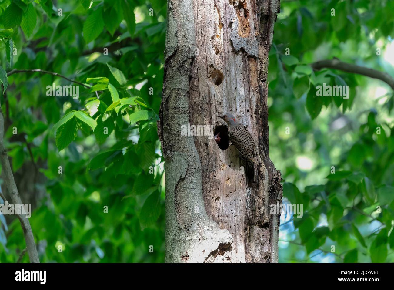 The Northern flicker (Colaptes auratus) nesting in Wisconsin. North American bird. Stock Photo