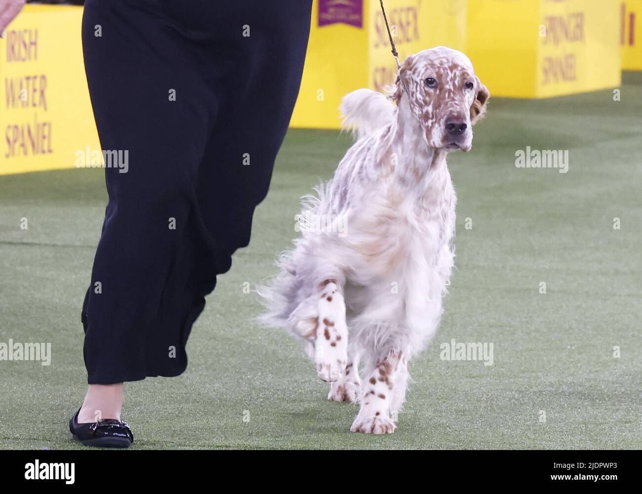 New York, United States. 22nd June, 2022. The English Setter wins the Sporting Group at the 146th Annual Westminster Kennel Club Dog Show at the Lyndhurst Estate in Tarrytown, New York on Wednesday, June 22, 2022. Photo by John Angelillo/UPI Credit: UPI/Alamy Live News Stock Photo
