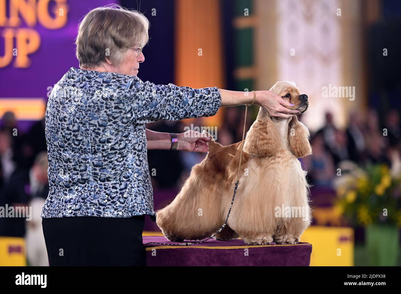 A handler poses her Spaniel during the Sporting Group judging at 146 annual Westminster Kennel Club Dog Show, held on the Lyndhurst Estate in Tarrytown, NY, June, 22, 2022. (Photo by Anthony Behar/Sipa USA) Stock Photo