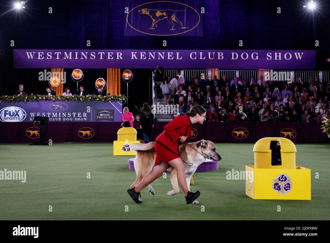 A handler runs an Anatolian Shepherd Dog in the ring during judging in the Working Group at the 146th Westminster Kennel Club Dog Show at the Lyndhurst Estate in Tarrytown, New York, U.S., June 22, 2022. REUTERS/Mike Segar Stock Photo