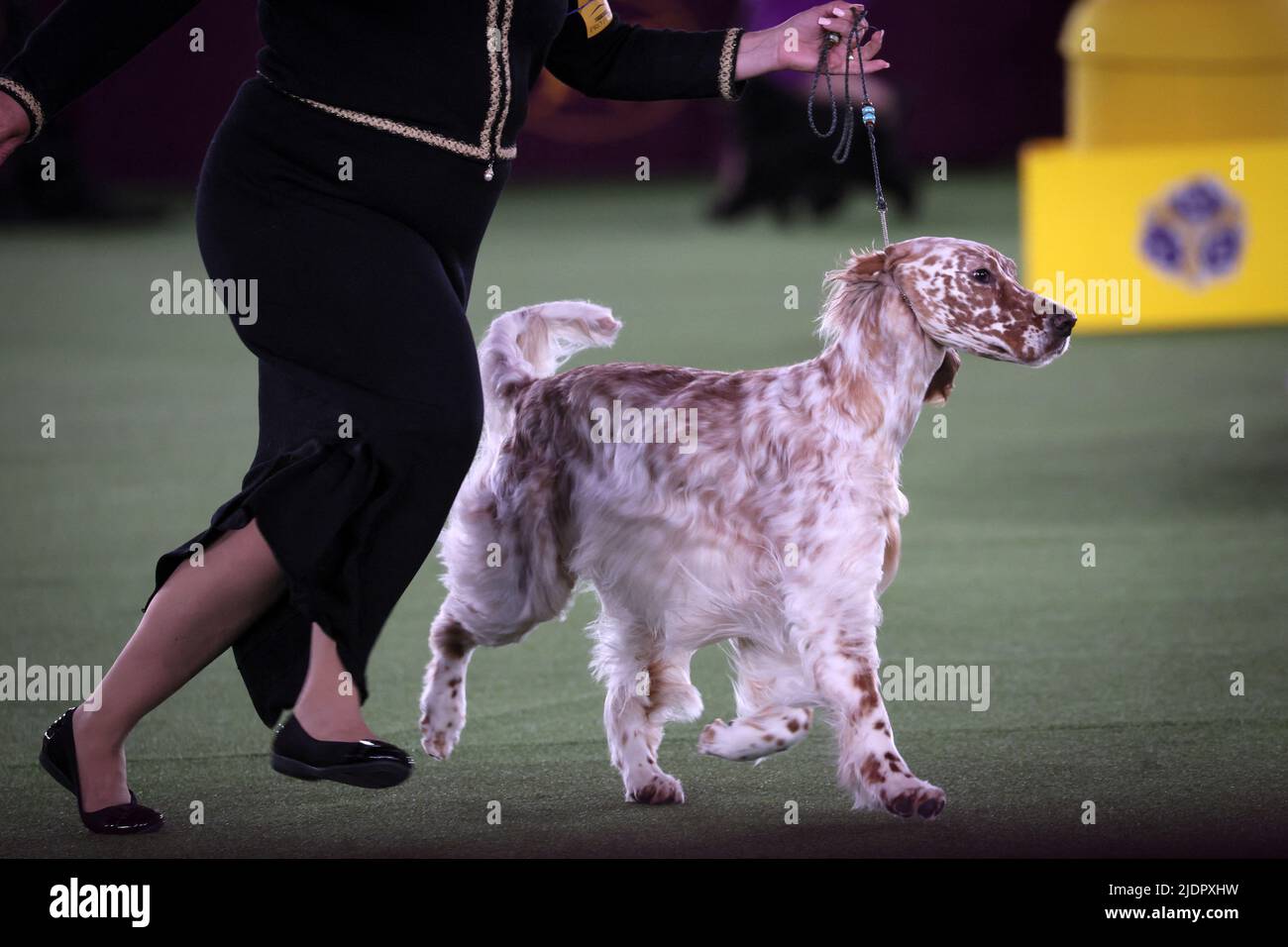 Belle, an English Setter and winner of the Sporting Group, runs in the ring during judging at the 146th Westminster Kennel Club Dog Show at the Lyndhurst Estate in Tarrytown, New York, U.S., June 22, 2022. REUTERS/Mike Segar Stock Photo