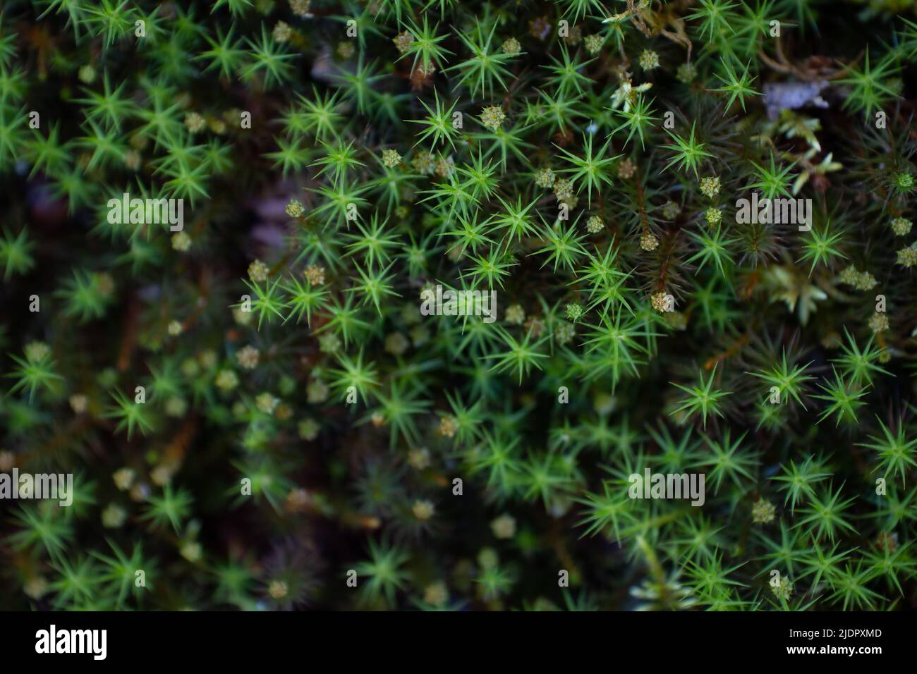 Star shaped ground design hi-res stock photography and images - Alamy