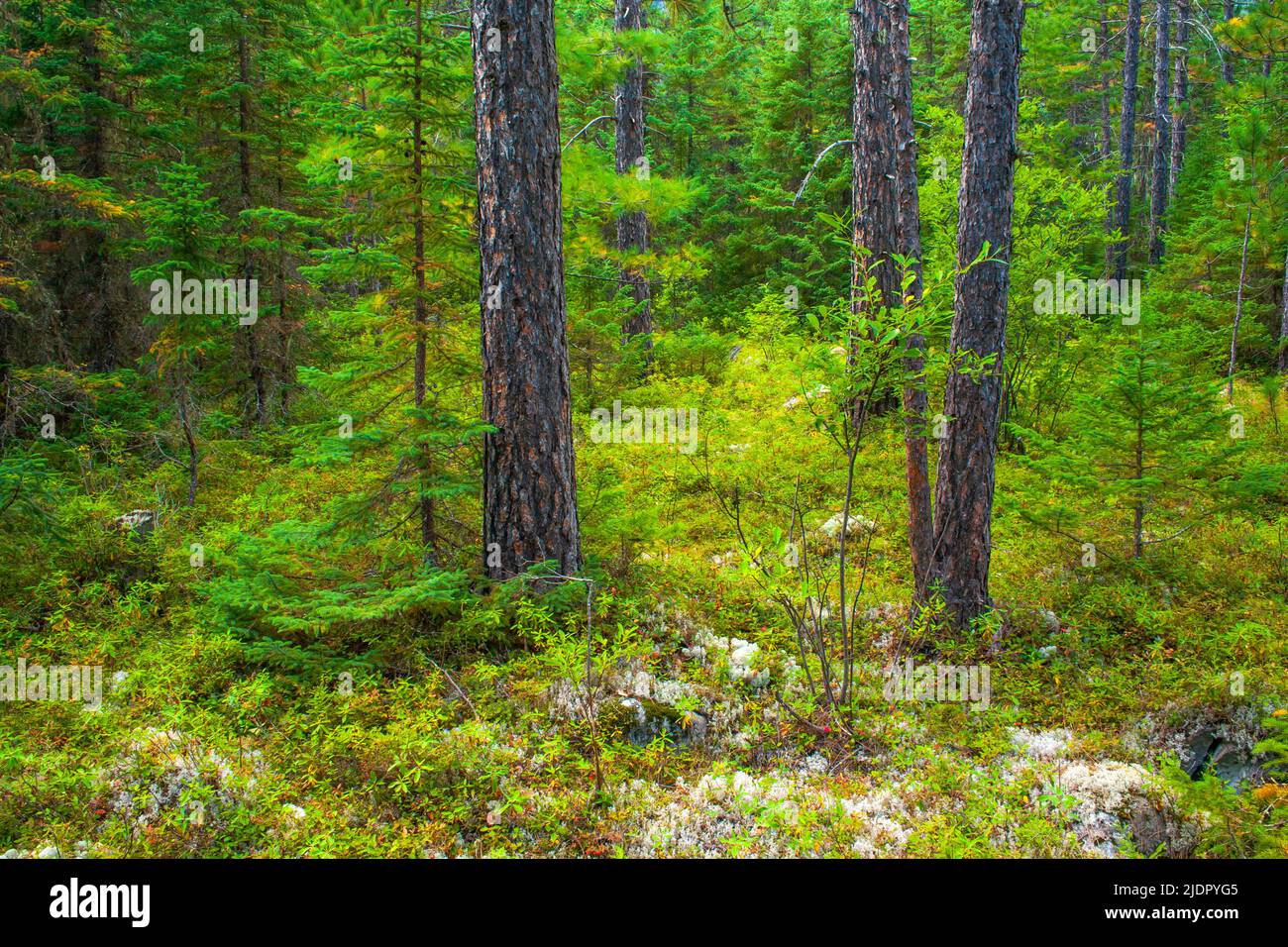 A boreal forest with Red Pine in  Parc National des Hautes-Gorges-de-la-Riviere-Malbaie, , Quebec, Canadsa Stock Photo