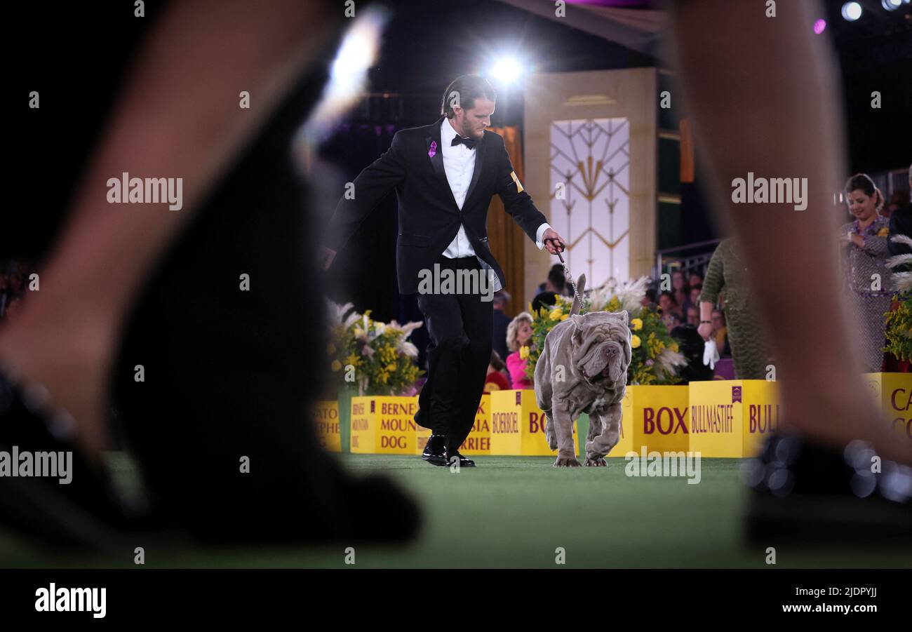 A handler runs a Neapolitan Mastiff dog during judging in the Working Group at the 146th Westminster Kennel Club Dog Show at the Lyndhurst Estate in Tarrytown, New York, U.S., June 22, 2022. REUTERS/Mike Segar Stock Photo