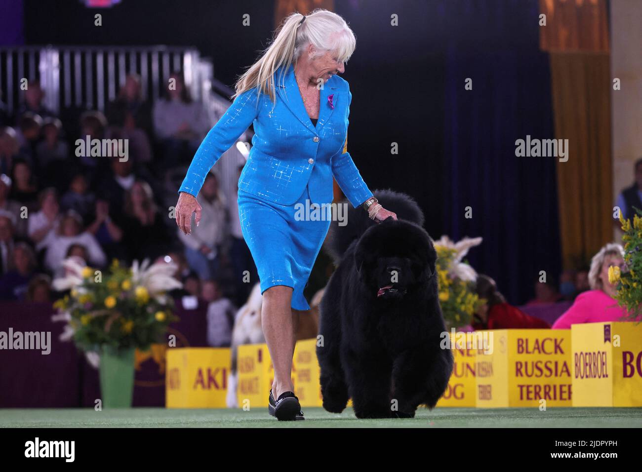 A handler runs a Newfoundland dog during judging in the Working Group at the 146th Westminster Kennel Club Dog Show at the Lyndhurst Estate in Tarrytown, New York, U.S., June 22, 2022. REUTERS/Mike Segar Stock Photo