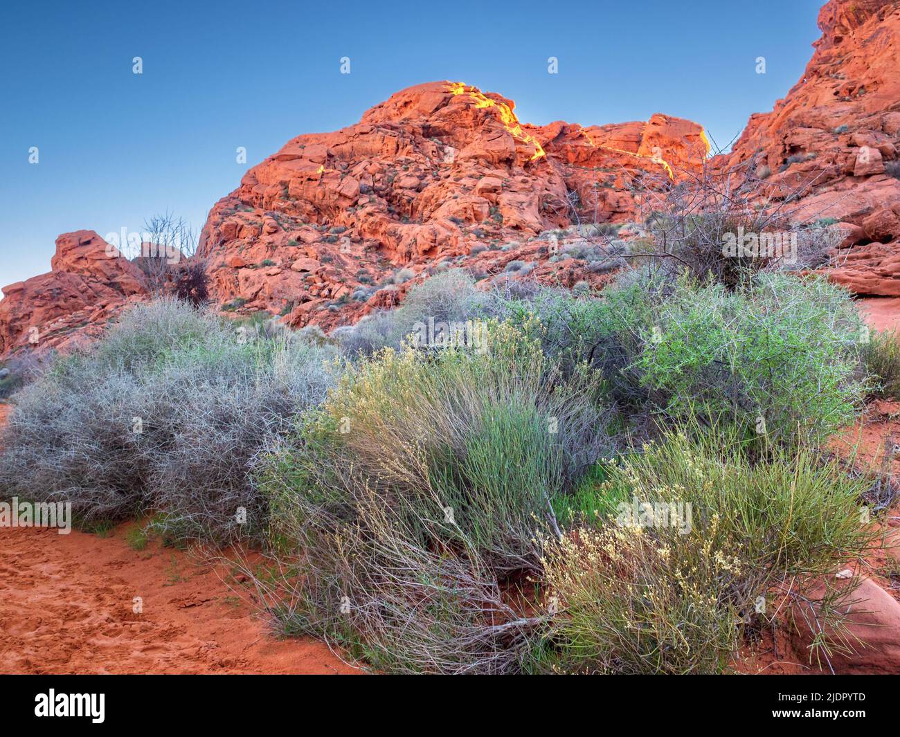 Desert scrub brush in winter amid the red rocks of Petroglyph Canyon, Valley of Fire State Park in the Mojave Desert, Nevada Stock Photo