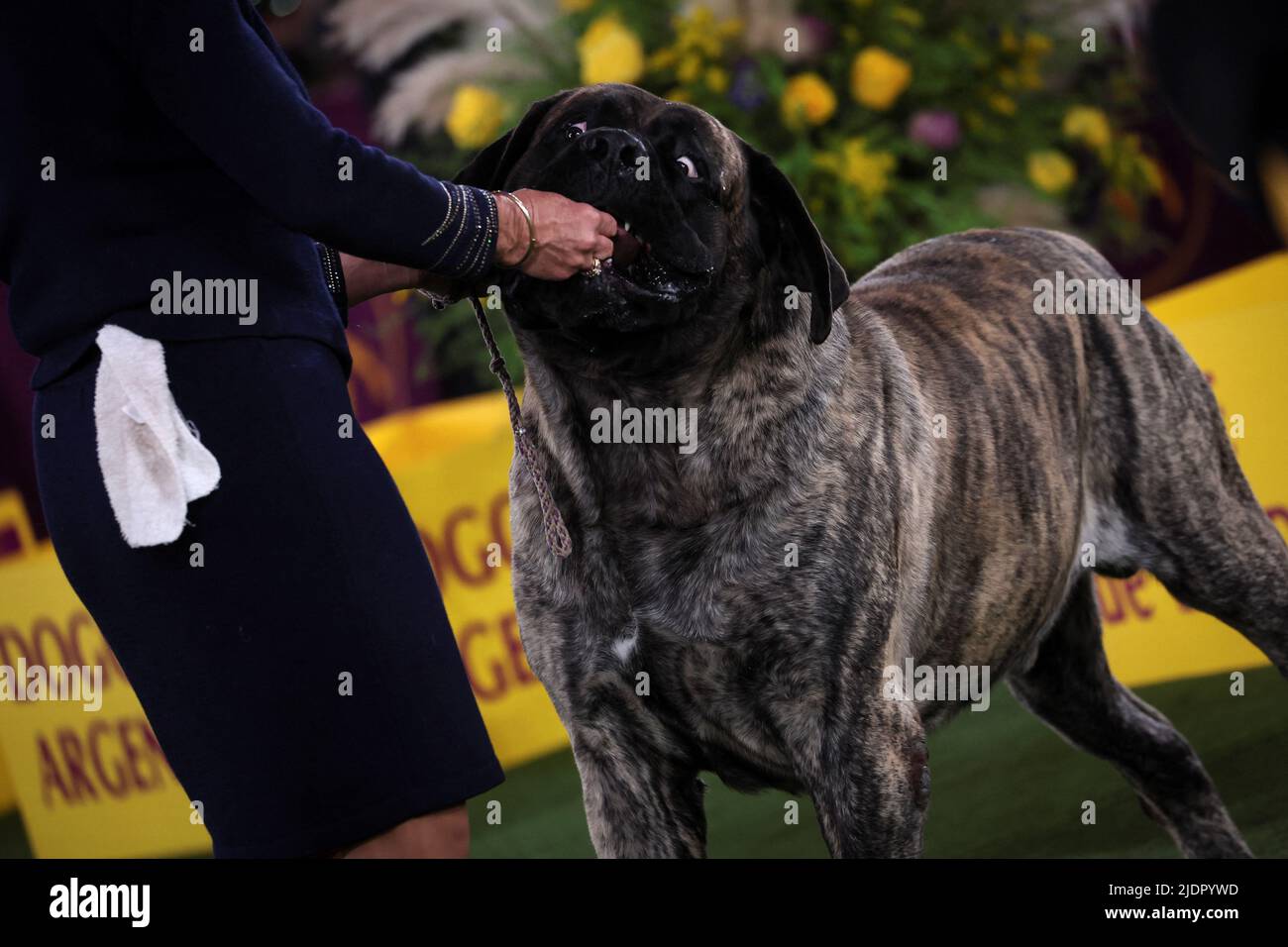 A handler feeds a treat to a Mastiff dog during judging in the Working Group at the 146th Westminster Kennel Club Dog Show at the Lyndhurst Estate in Tarrytown, New York, U.S., June 22, 2022. REUTERS/Mike Segar Stock Photo