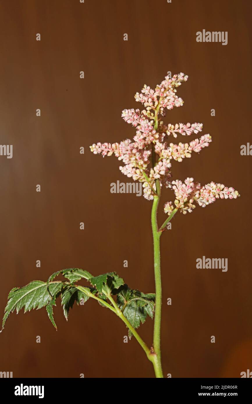 White flower blossoming close up botanical background high quality big size prints astilbe japonica family saxifragaceae wall poster Stock Photo