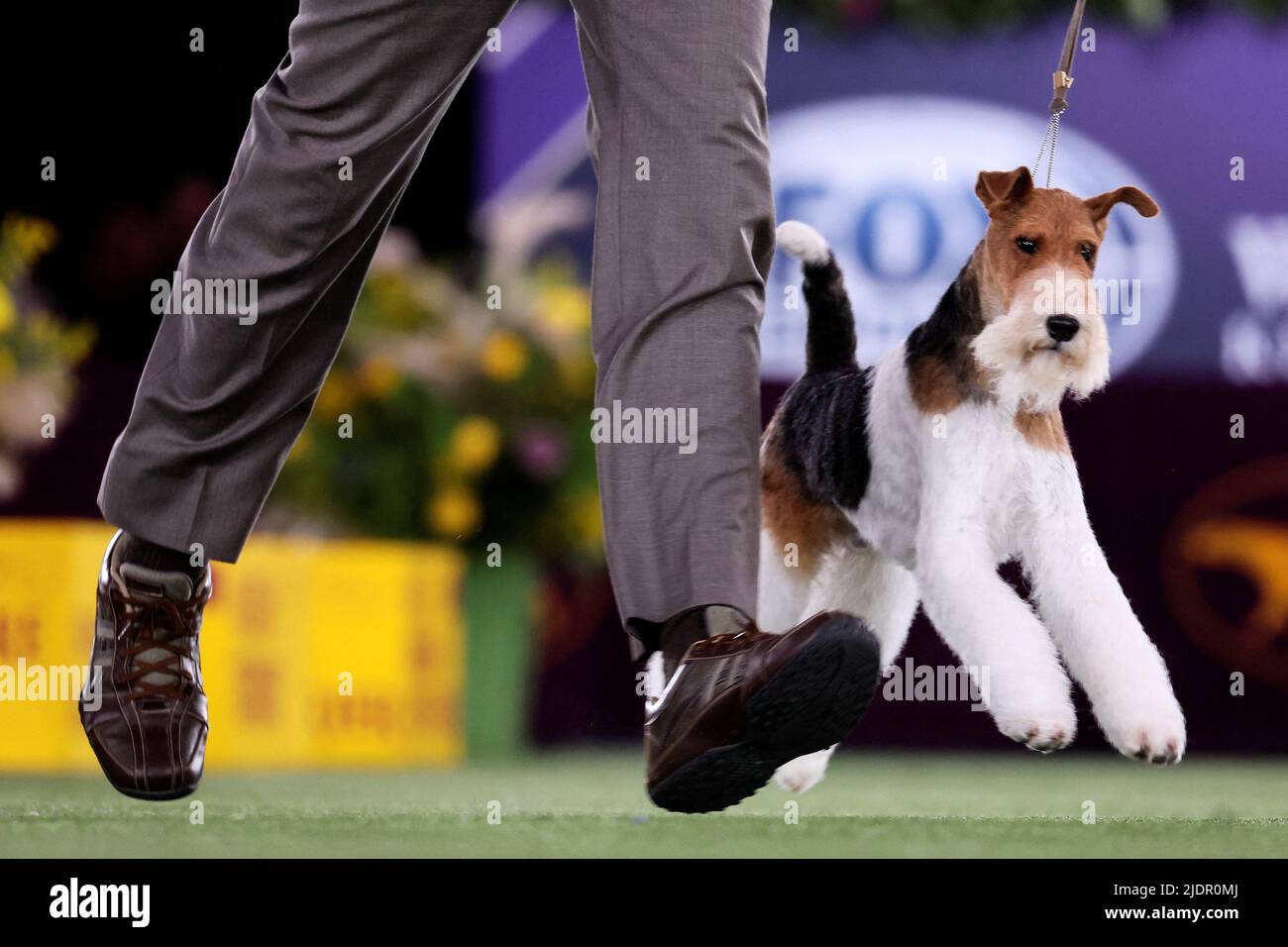 A Wire Fox Terrier is run in the ring during judging in the Terrier Group at the 146th Westminster Kennel Club Dog Show at the Lyndhurst Estate in Tarrytown, New York, U.S., June 22, 2022. REUTERS/Mike Segar Stock Photo