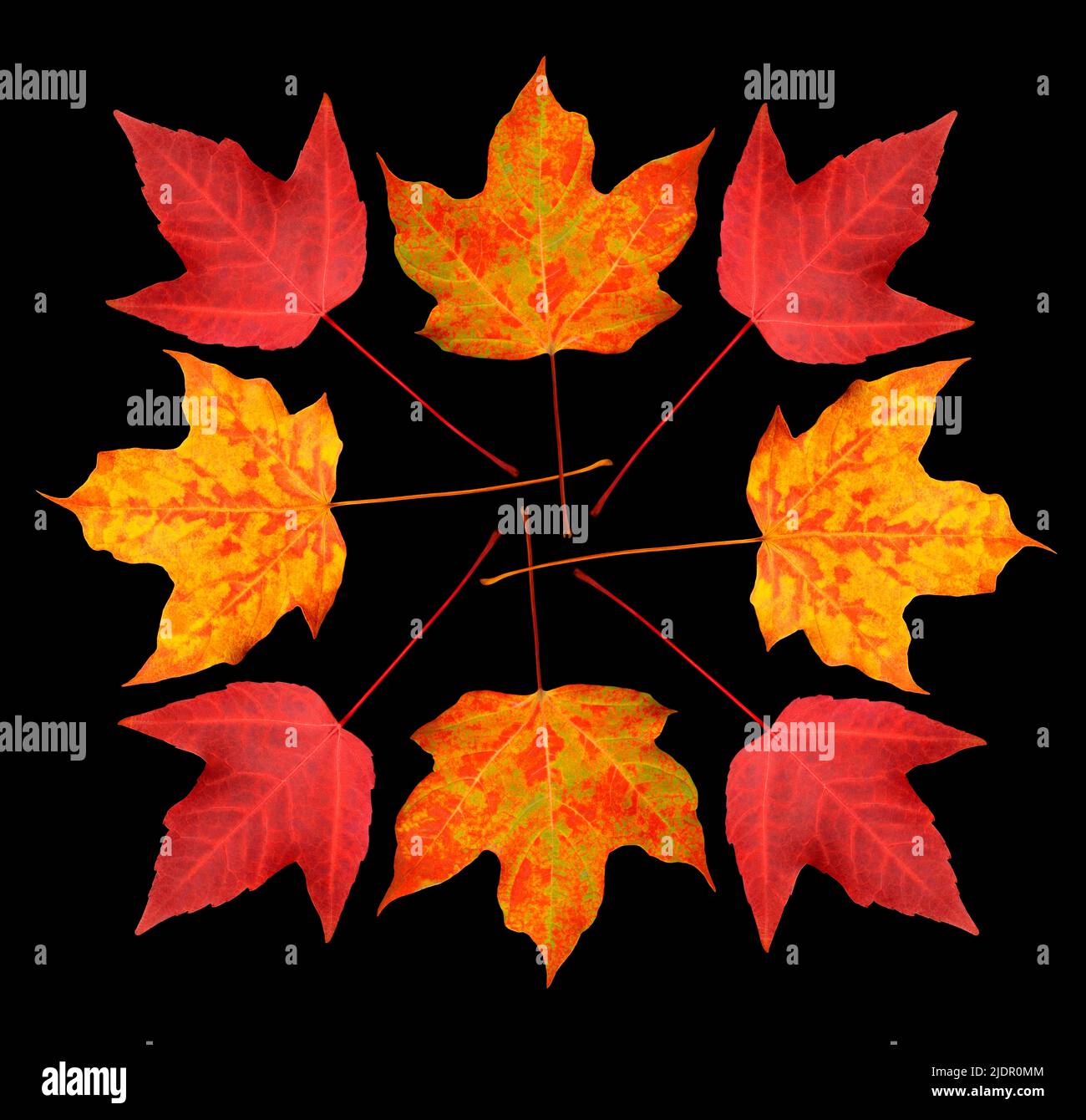 Maple leaves hi-res stock photography and images - Alamy