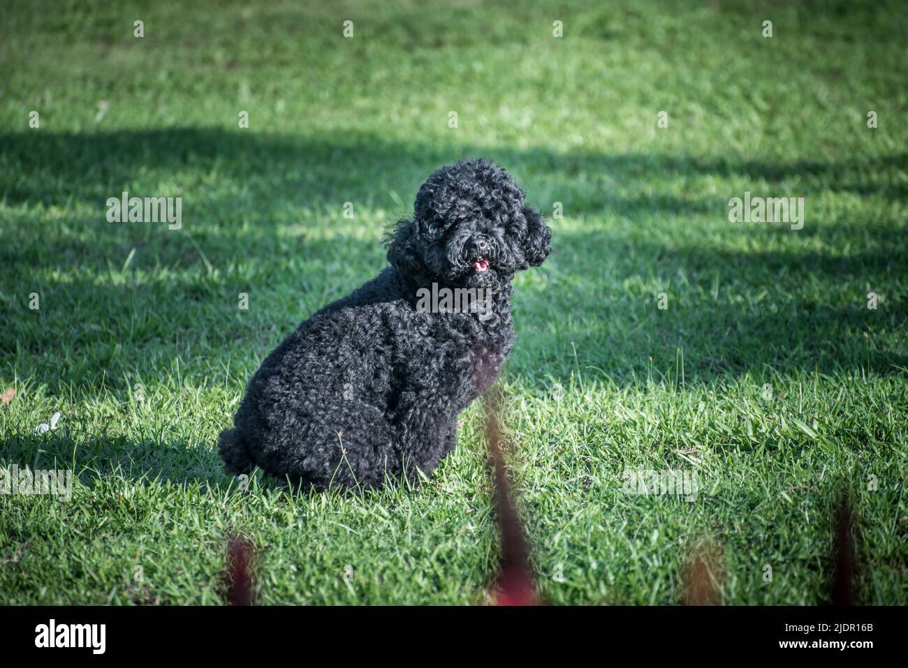 Black poodle puppy rested on the grass Stock Photo - Alamy