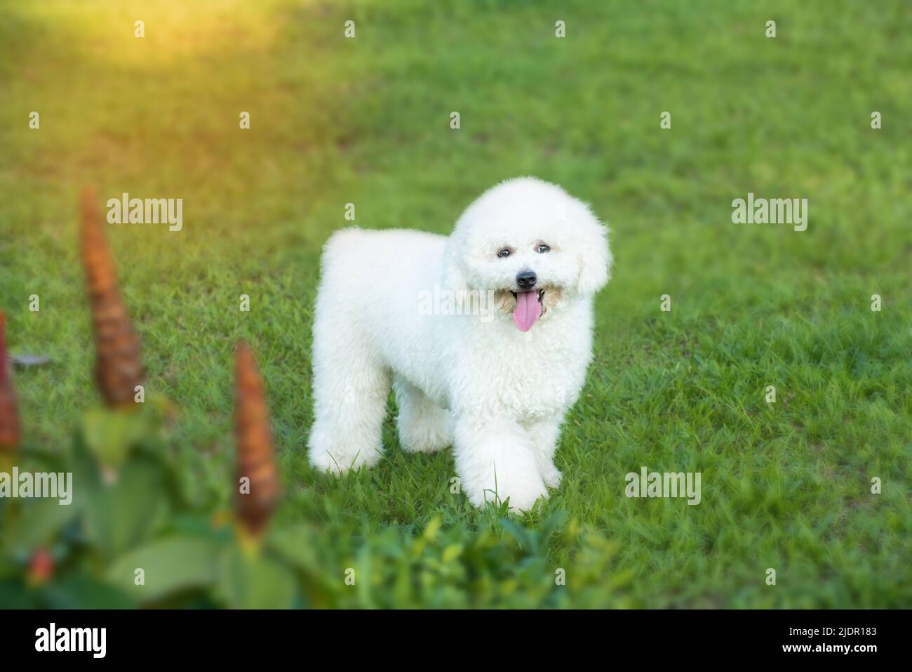 White poodle puppy walking on the grass Stock Photo - Alamy