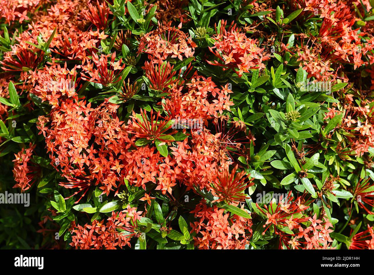 Ixora flower the west indian jasmine growing in Nha Trang Vietnam Stock Photo