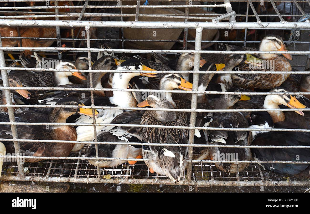Alive duck in a cage for sale on street a market Stock Photo Alamy